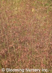 Eragrostis trichoides 'Bend'